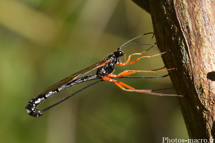 Dolichomitus imperator