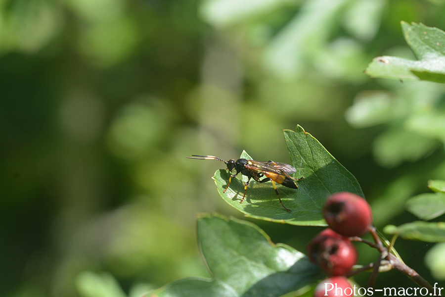 Ichneumon confusor