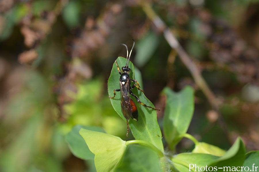 Ichneumon confusor