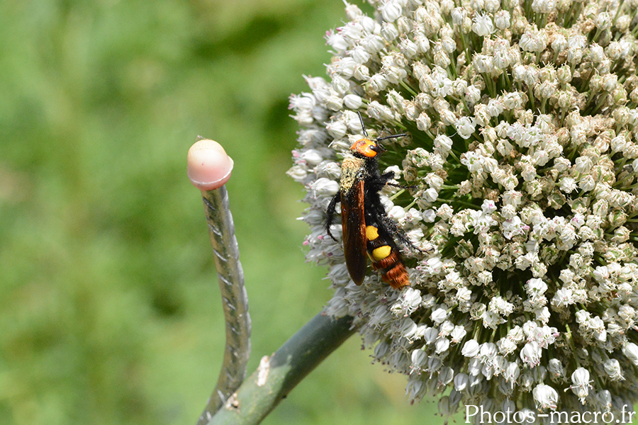 Megascolia maculata