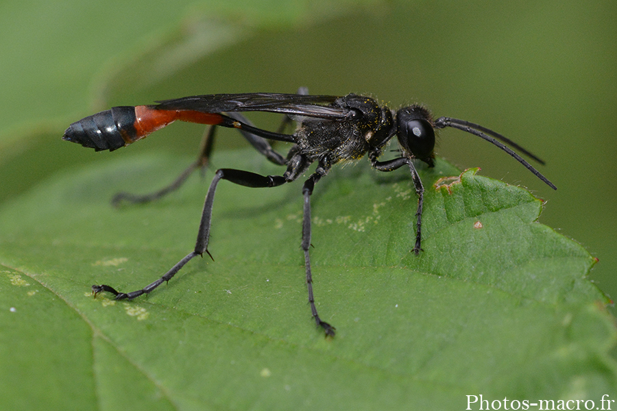 Ammophila sabulosa