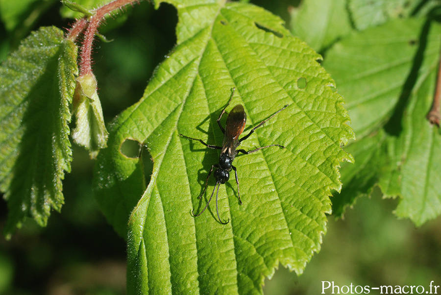 Palmodes sp.