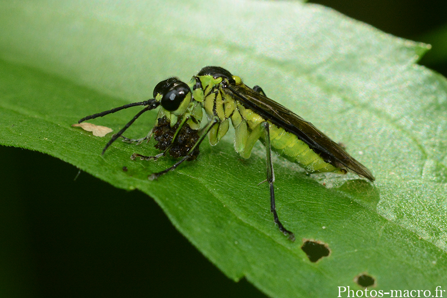 Cytisogaster sp.