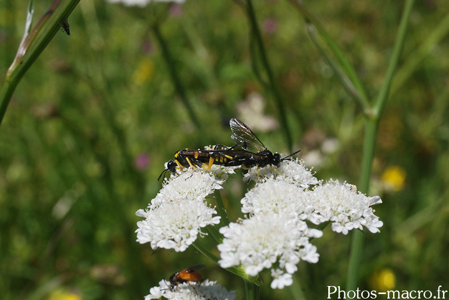 Macrophya montana