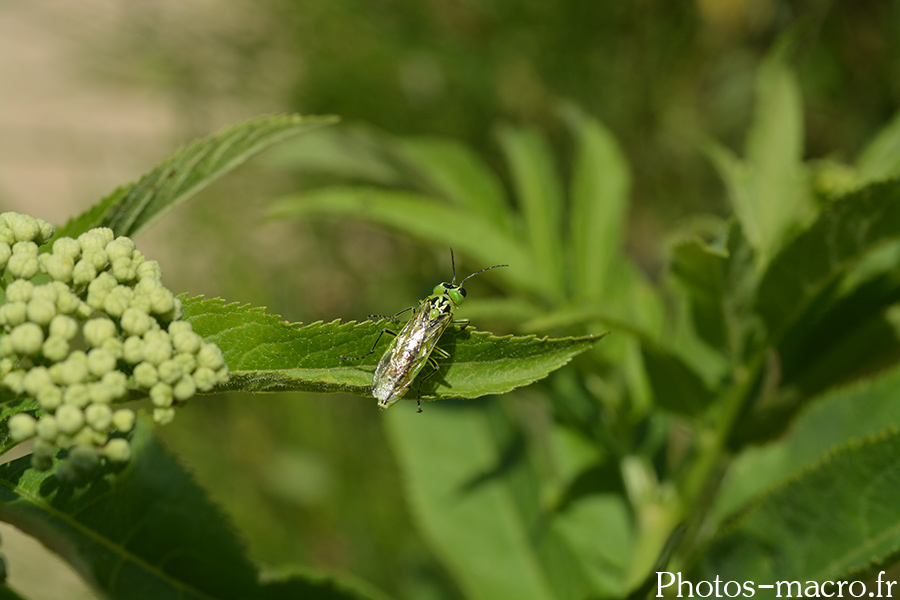 Rhogogaster viridis