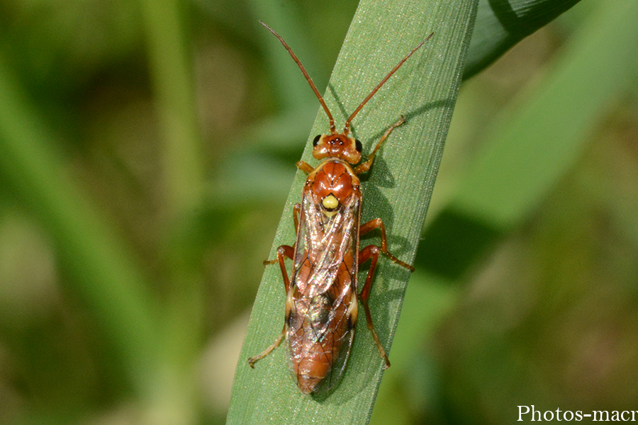 Tenthredopsis scutellaris