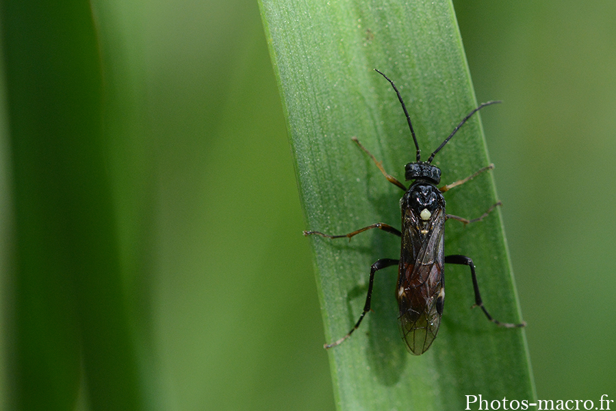 Tenthredopsis stigma