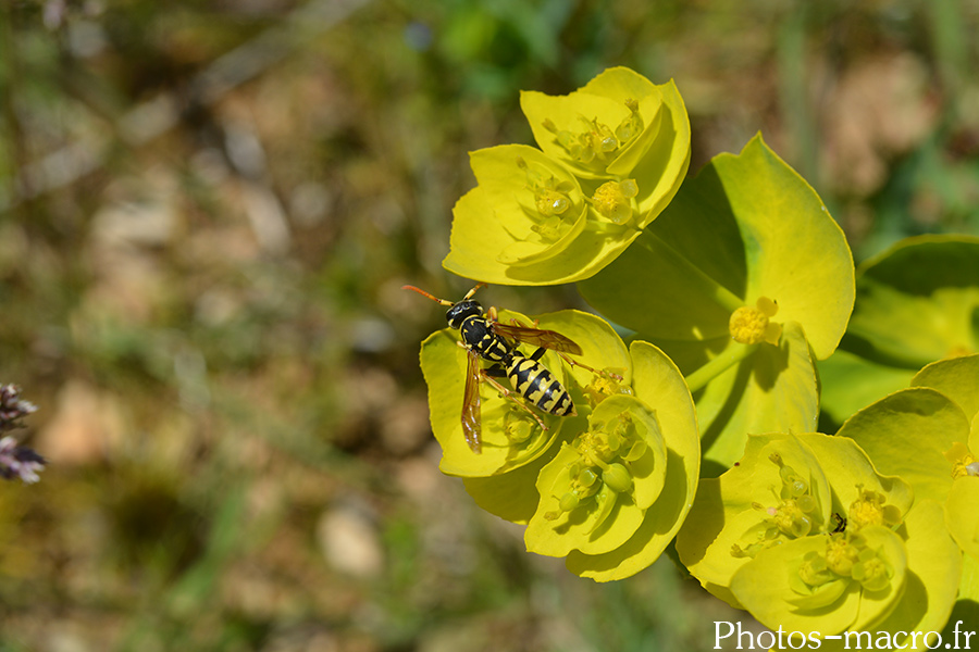 Polistes sp