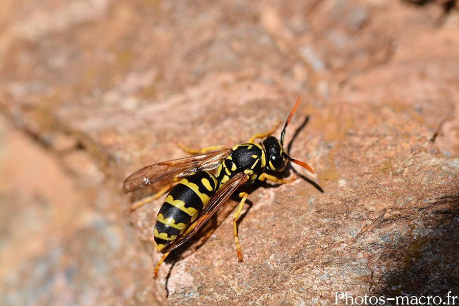 Polistes sp