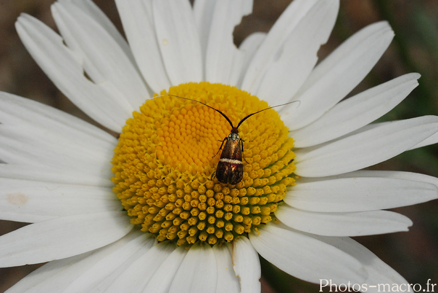 Adela degeerella