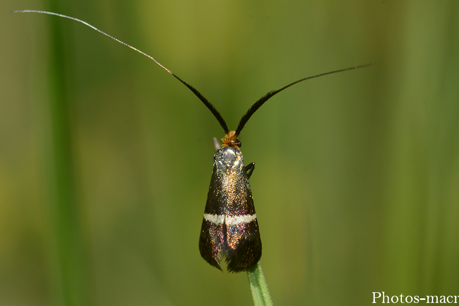 Adela australis