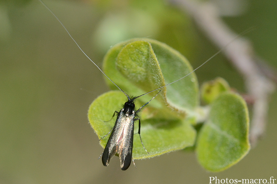 Adela reaumurella