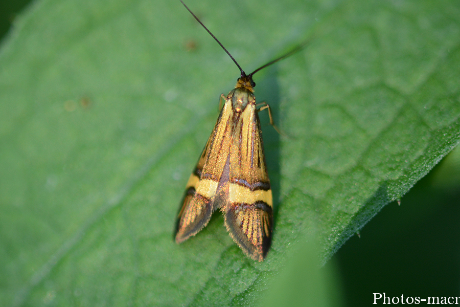 Nemophora degeerella