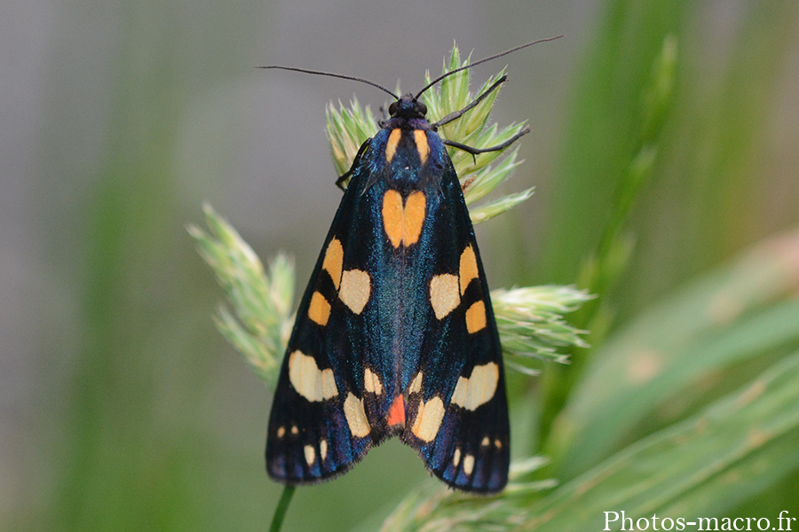 Callimorpha dominula