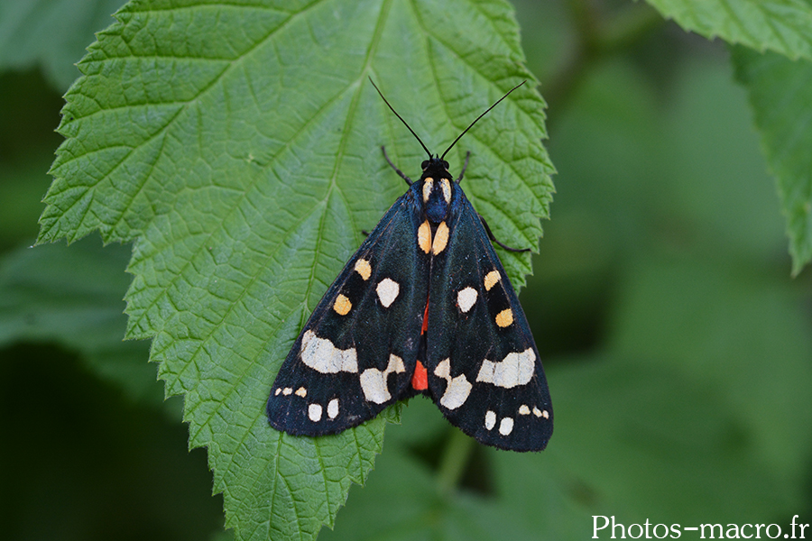 Callimorpha dominula