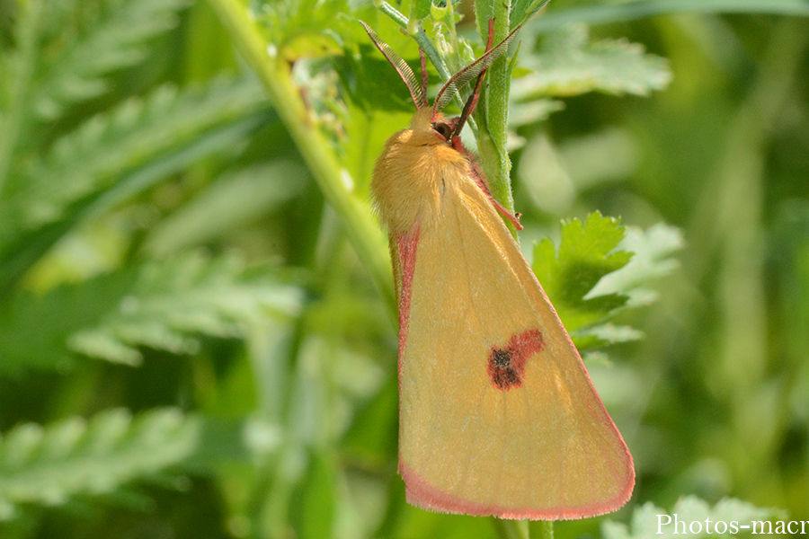 Diacrisia sannio