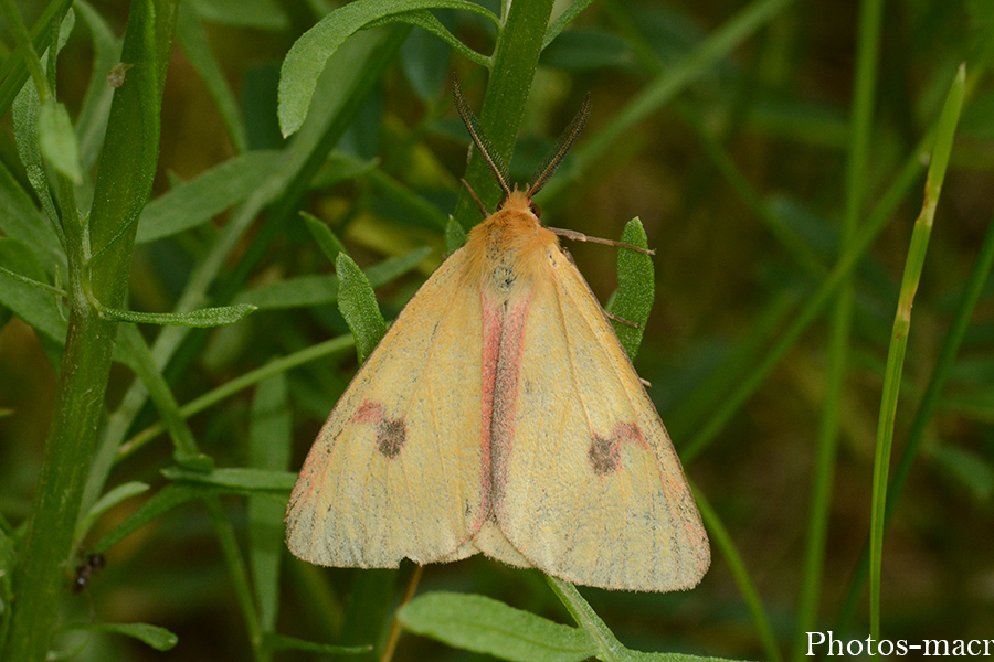 Diacrisia sannio