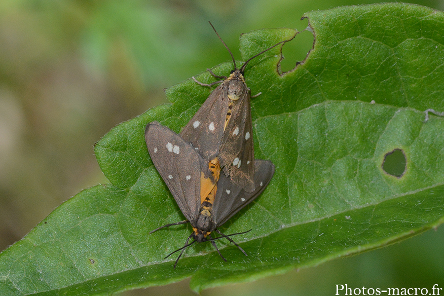 Dysauxes punctata