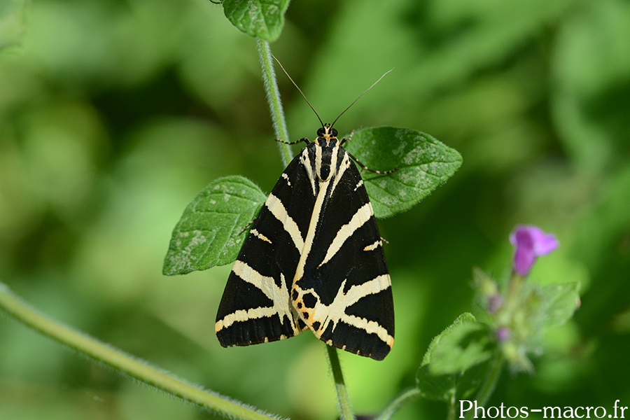 Euplagia quadripunctaria