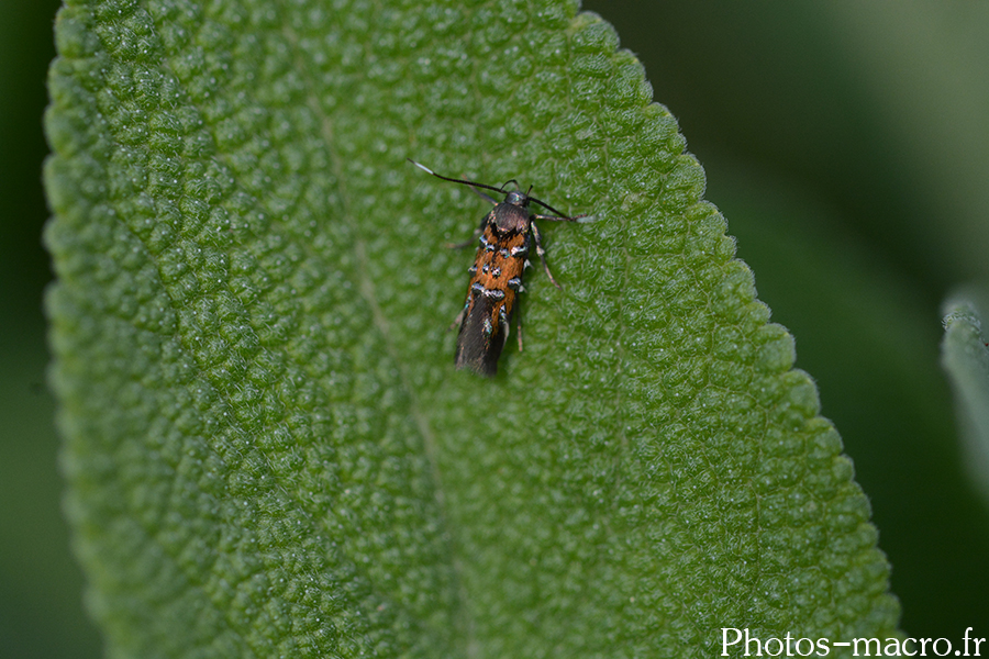 Pancalia leuwenhoekella