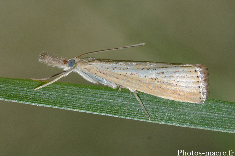 Agriphila straminella