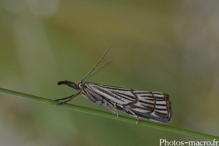 Chrysocrambus linetella