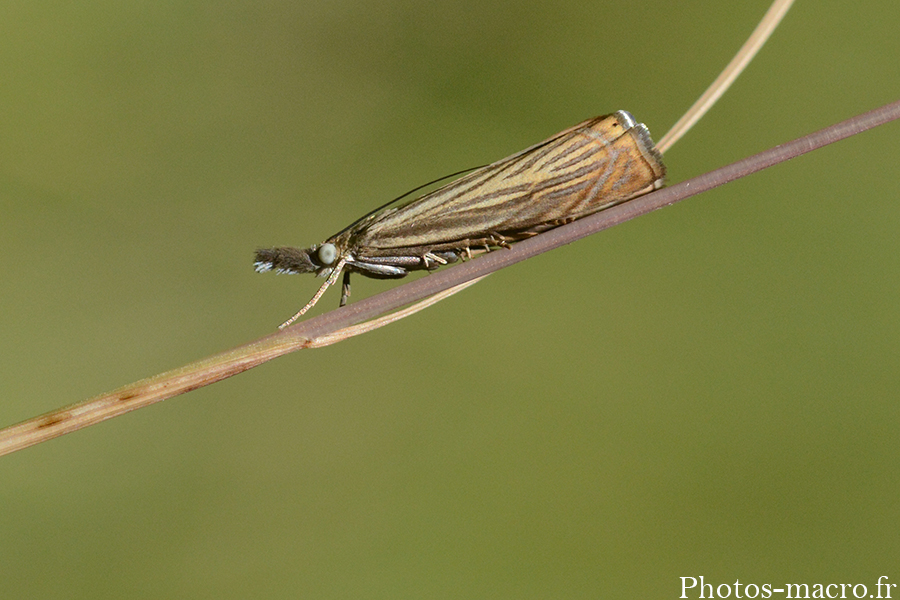 Chrysoteuchia culmella