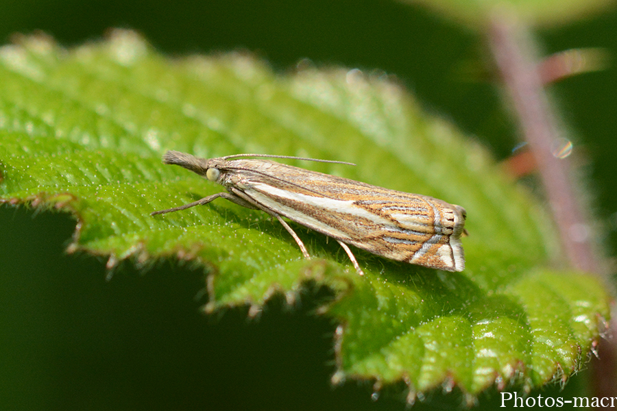 Crambus lathoniellus