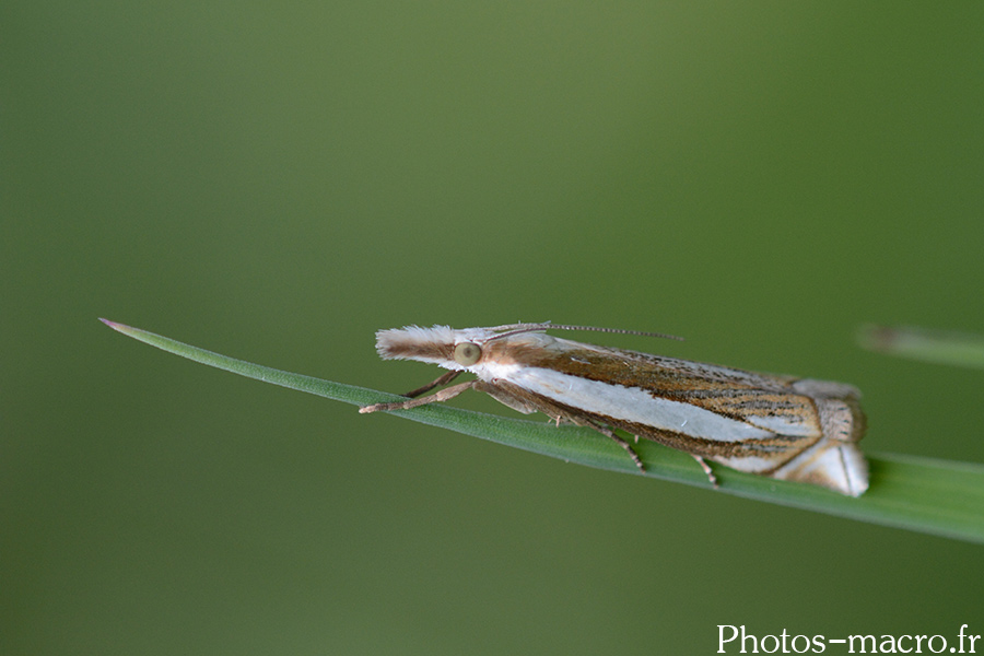 Crambus pascuella