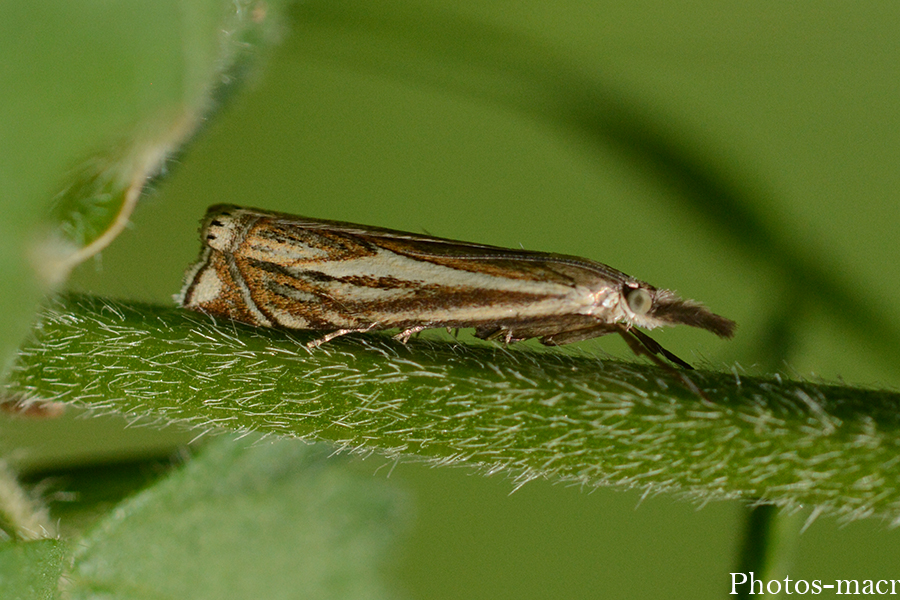 Crambus silvella