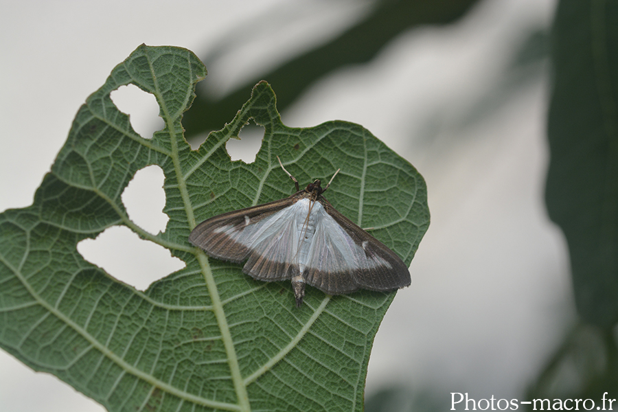 Cydalima perspectalis