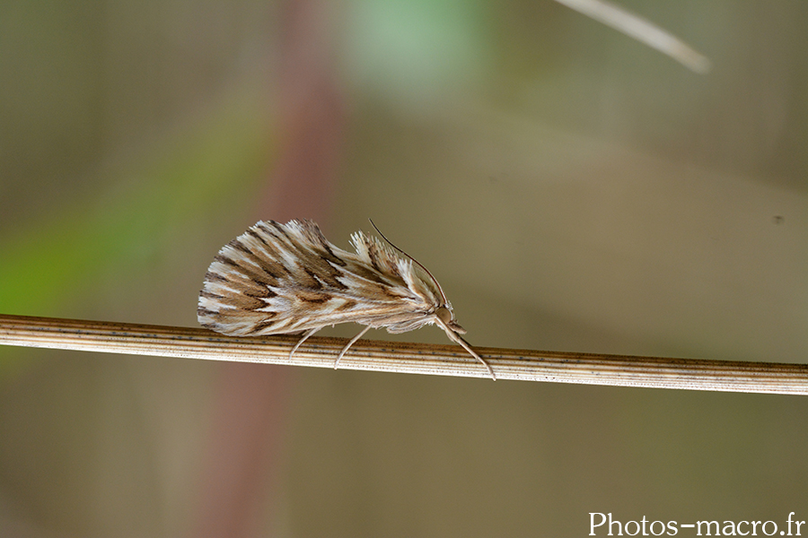 Dentalis cynaeda