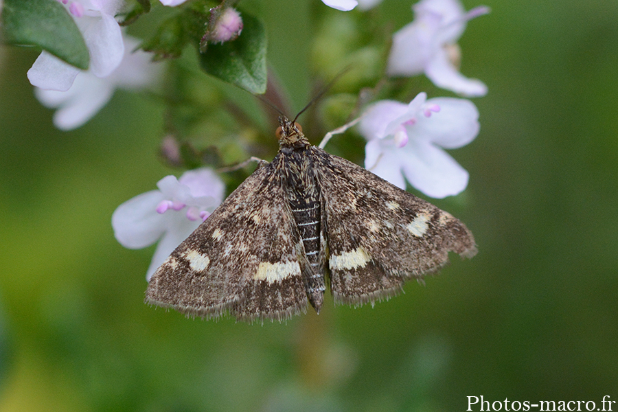 Pyrausta aurata