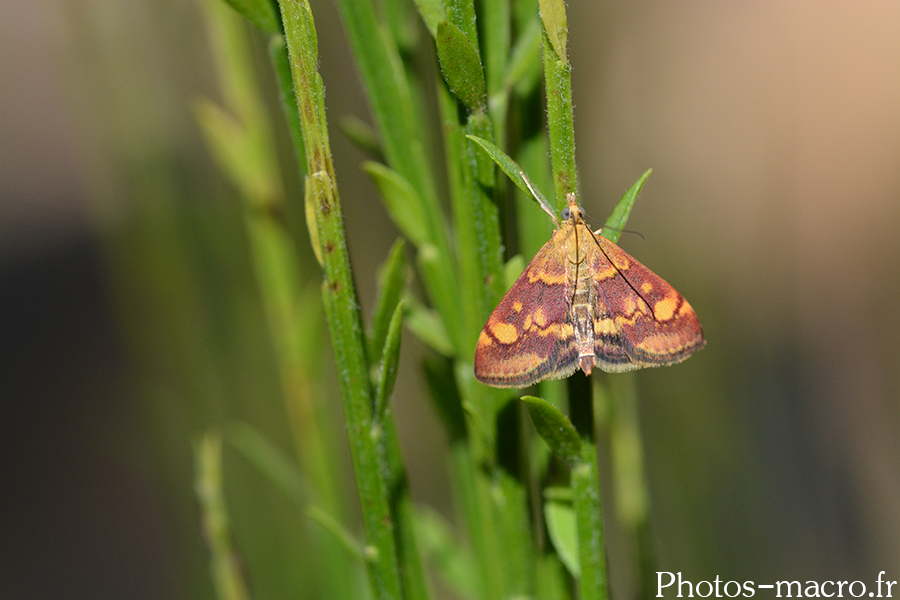 Pyrausta purpuralis