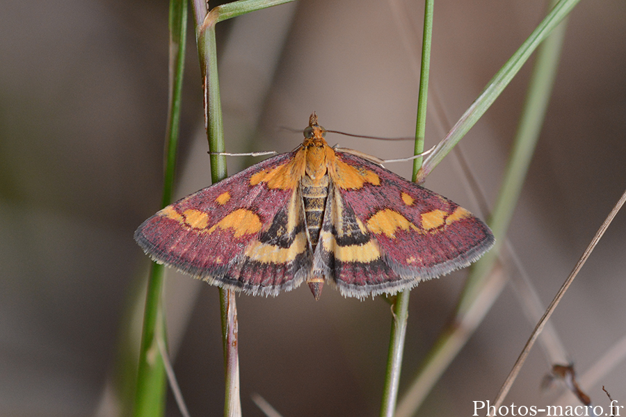 Pyrausta purpuralis