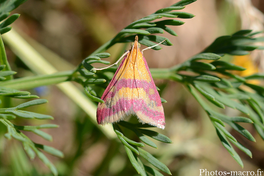 Pyrausta virginalis