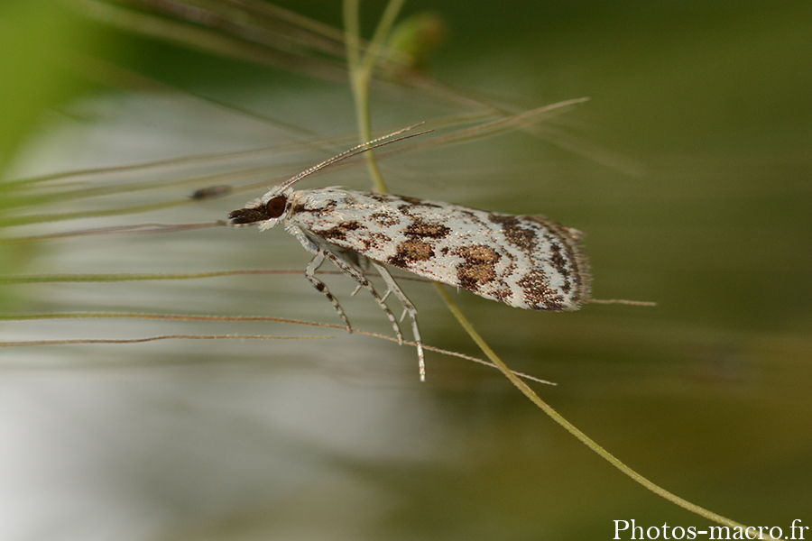 Scoparia pyralella