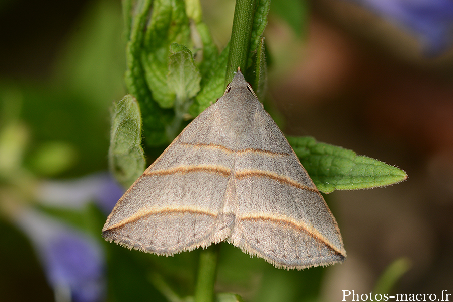 Colobochyla salicalis