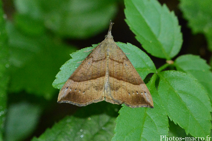 Hypena proboscidalis