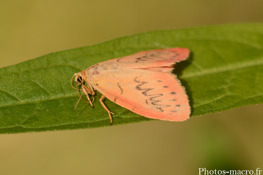 Miltochrista miniata