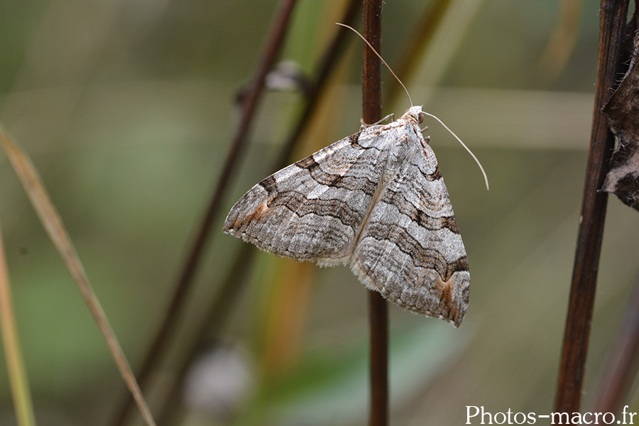 Aplocera plagiata