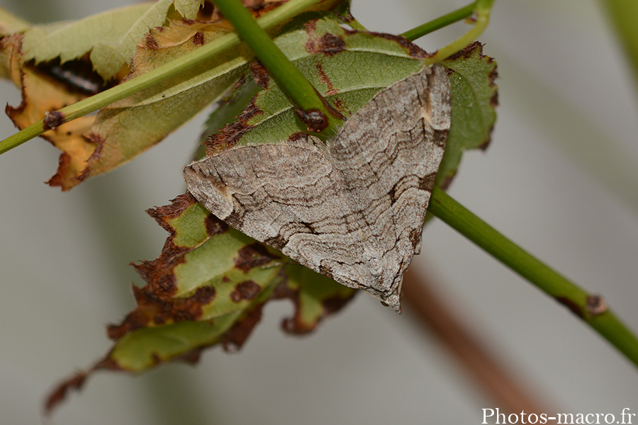 Aplocera plagiata