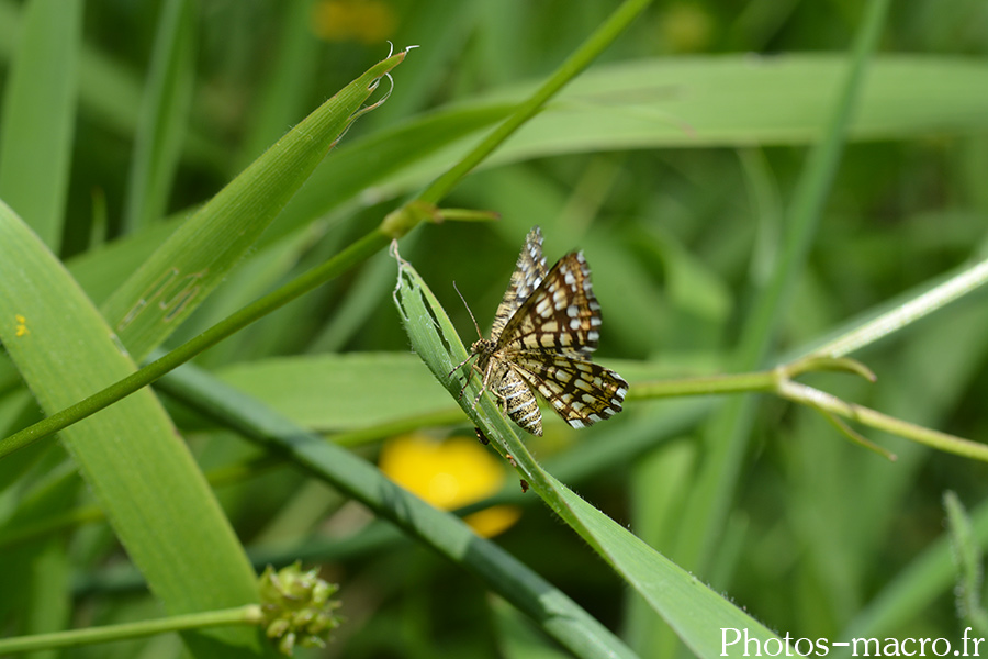 Chiasmia clathrata