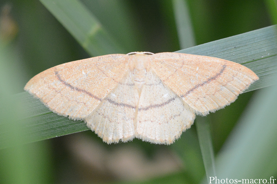 Cyclophora linearia