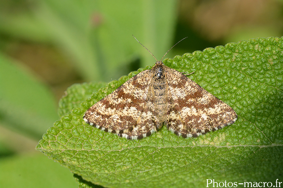 Ematurga atomaria