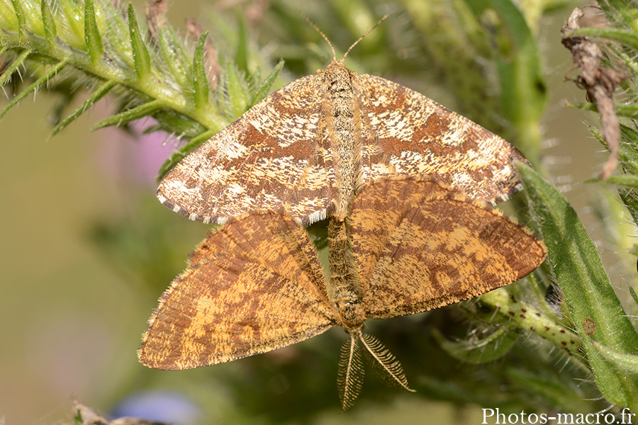 Ematurga atomaria