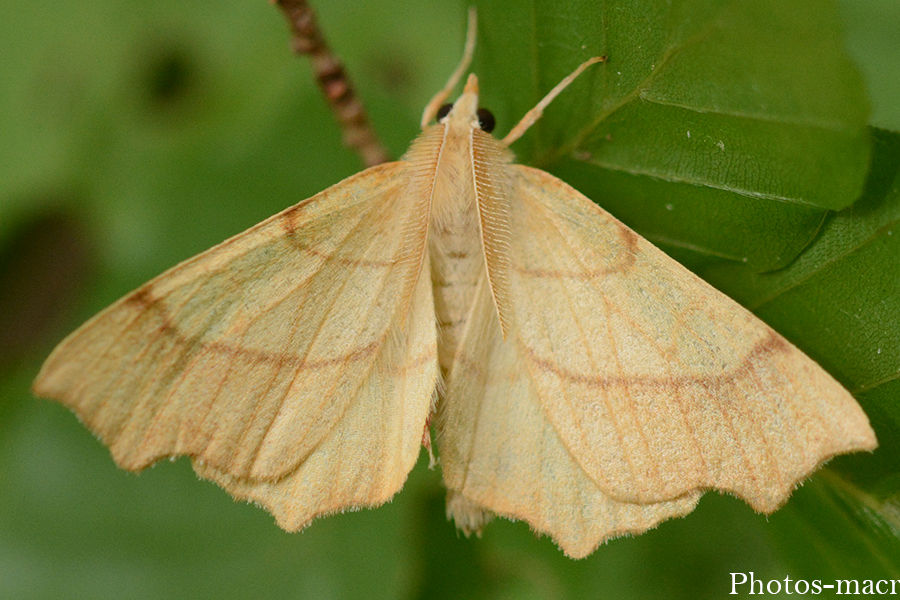 Ennomos quercinaria