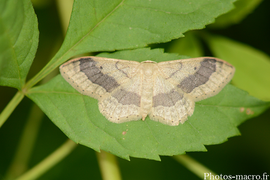 Idaea aversata