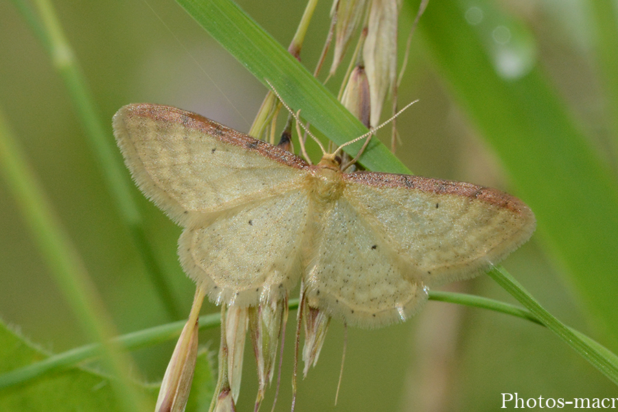 Idaea humiliata