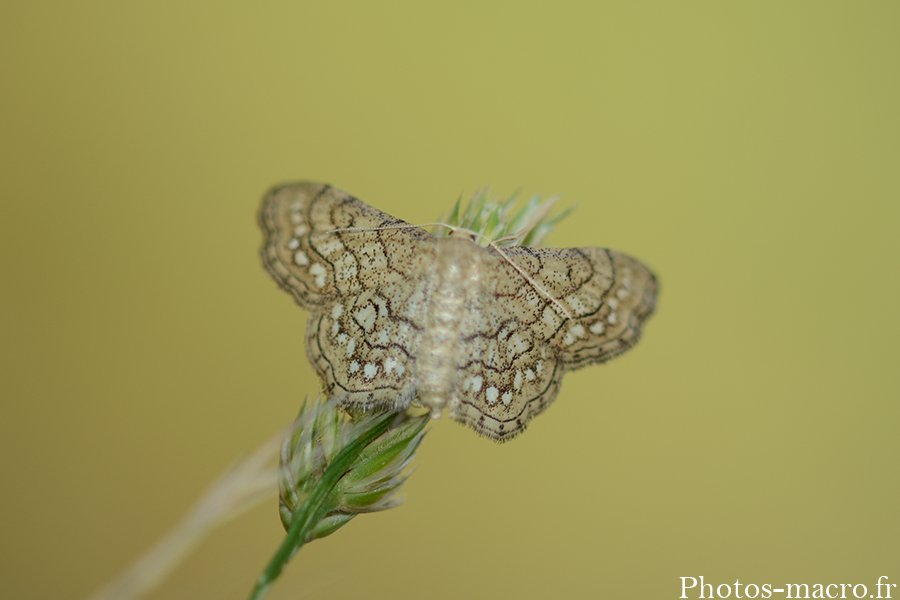 Idaea moniliata